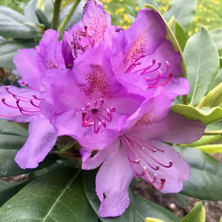 Hallstaettersee * Bad Goisern