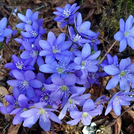 Hallstaettersee Apartamento Bad Goisern